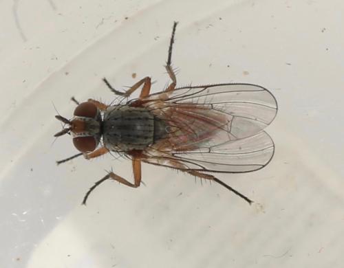 Pegomya caesia
